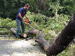 Professional Tree Services in Santa Maria, CA